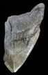 Partial, Megalodon Tooth - South Carolina #38743-1
